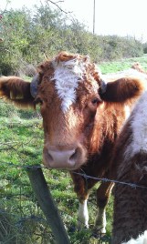 Curious and whistful cow