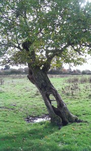 Walnut tree