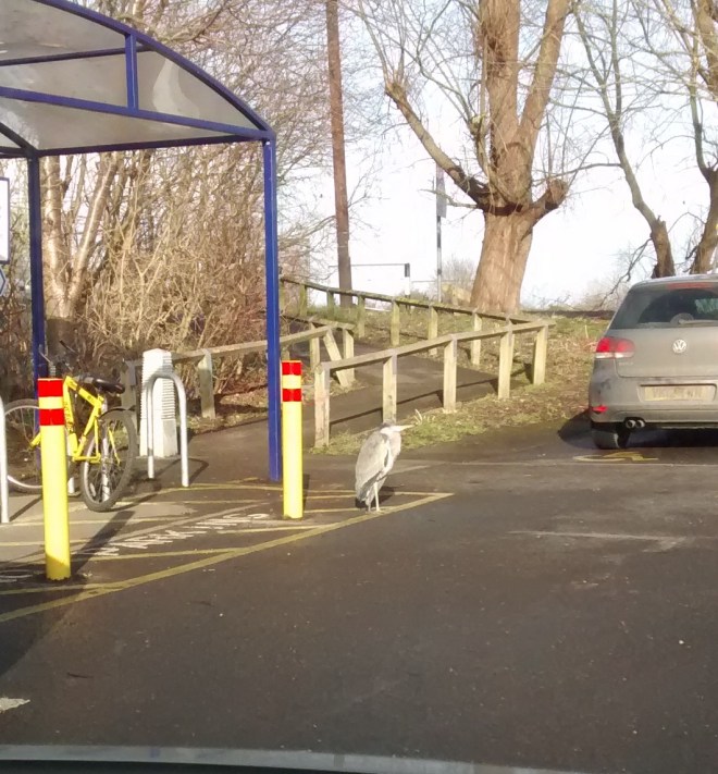 IMG_20150203_133217230