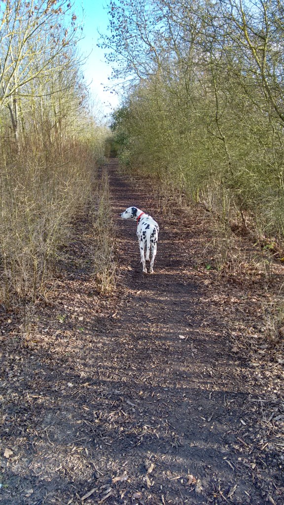 IMG_20160130_142037775_HDR