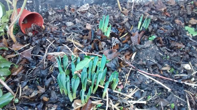 img_20170102_111339900